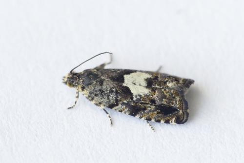 Pammene argyrana